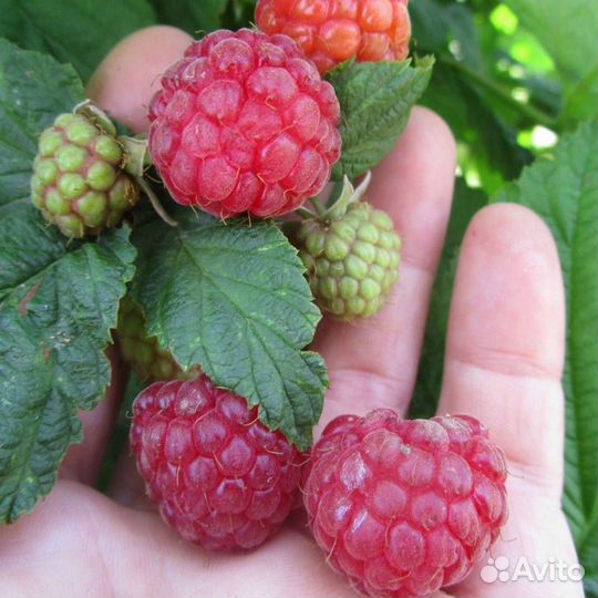 Ремонтантная малина. Жёлтая малина. саженцы