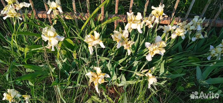 Высокие лилейники и ирисы