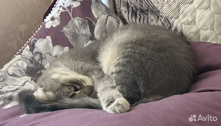 Британская кошка
