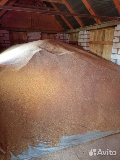 Зерно пшеница