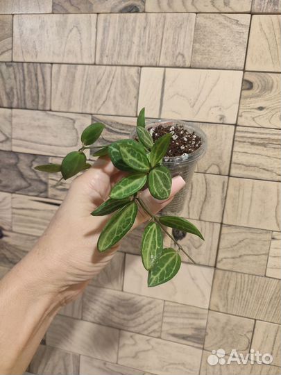 Дисхидия овата