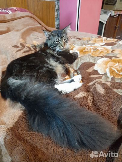 Кот мейн-кун вязка