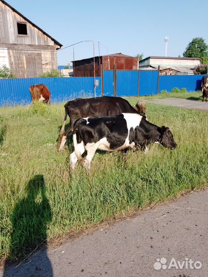 Корова стельная дойная