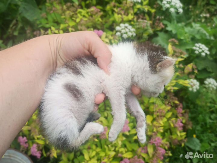 Котята (девочки)в добрые руки бесплатно