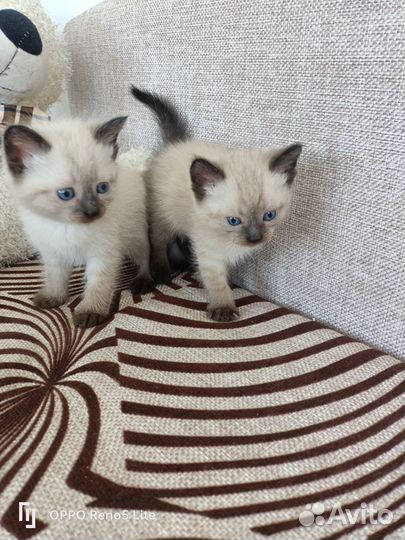 Отдам котят в добрые руки