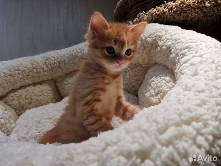 Кошка и котята в добрые руки