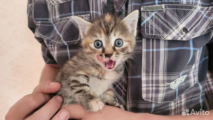 Самые милые котята в мире - бесплатно