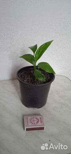 Спатифиллум