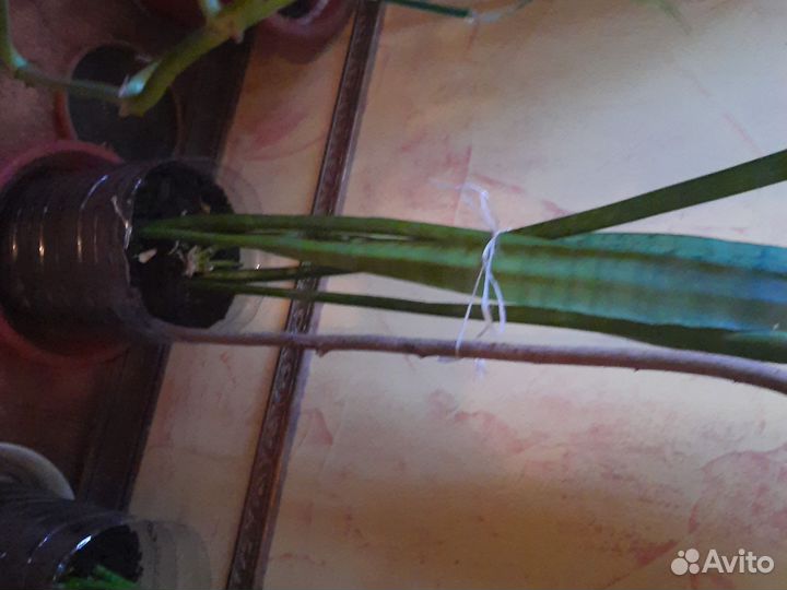 Сансивьерия