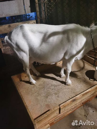 Коза дойная