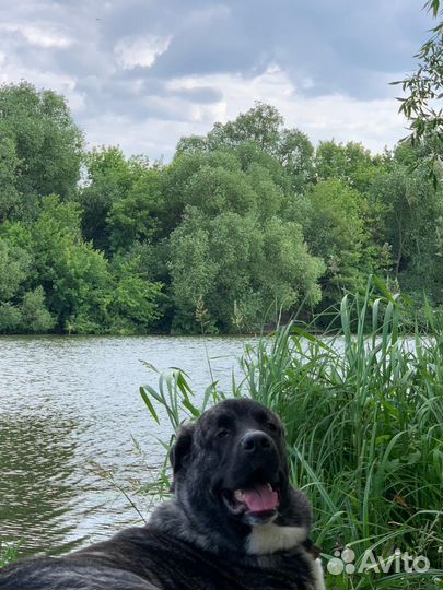 Собака в добрые руки помесь кане корсо