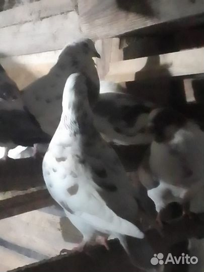 Голуби