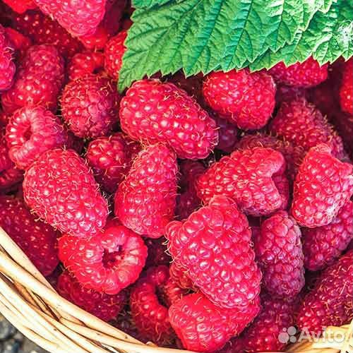 Малина саженцы