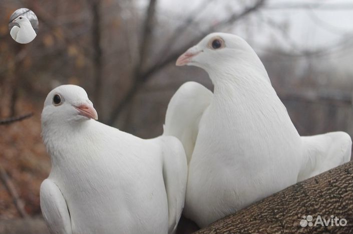 Голуби на свадьбу