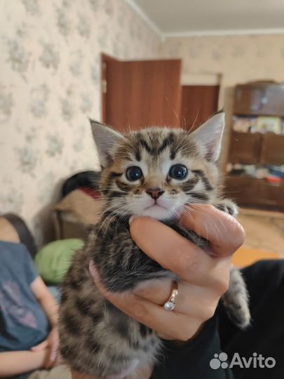 Отдам в добрые руки