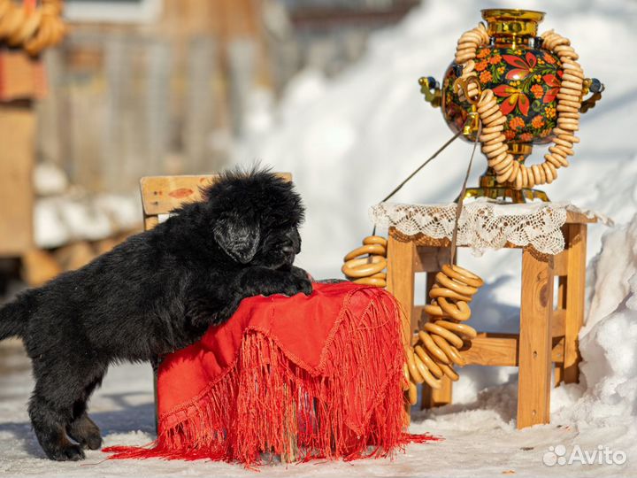 Мастифа тибетского щенки