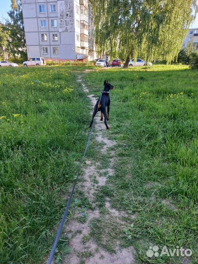 Собака доберман