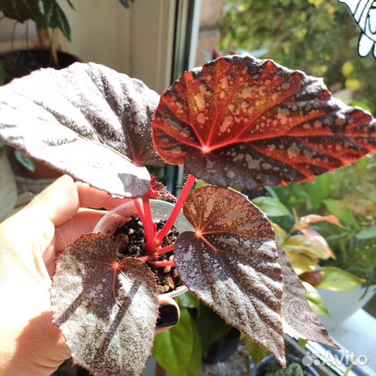 Бегония декоративно лиственная