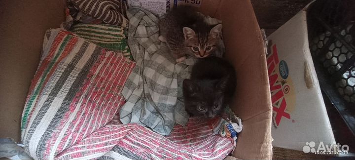 Котята в добрые руки