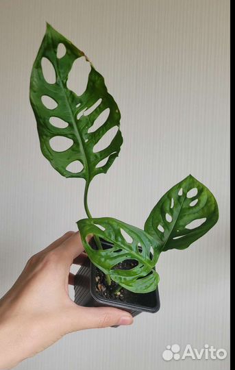 Монстера Адансона (Monstera adansonii)