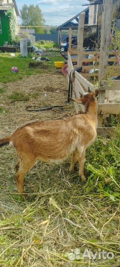 Альпийские козлята