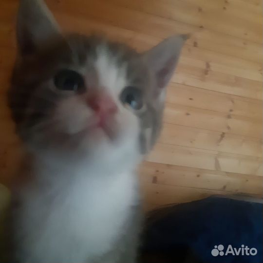 Котята в добрые руки бесплатно