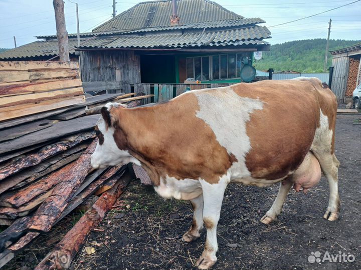 Коровы и телки