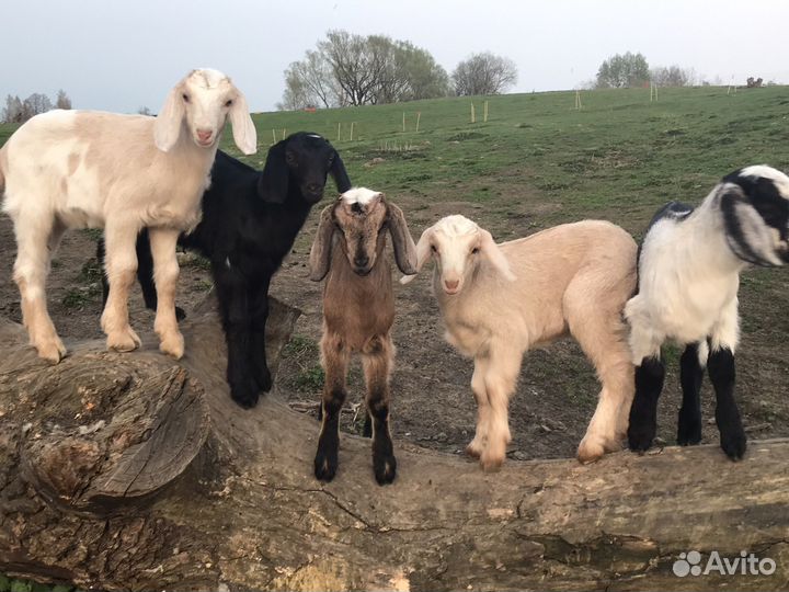 Нубийские козочки