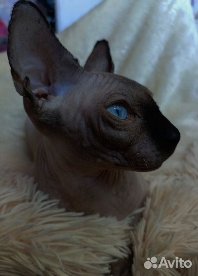 Канадский сфинкс