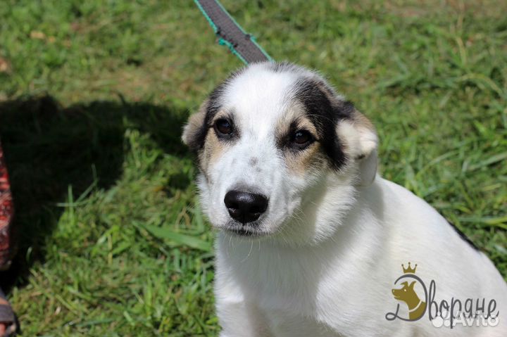 Скромняга Бертранд в дар