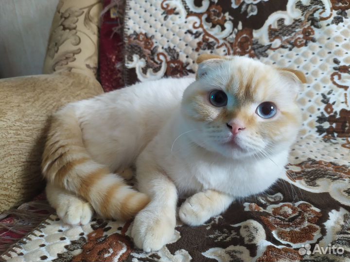 Котик в добрые руки