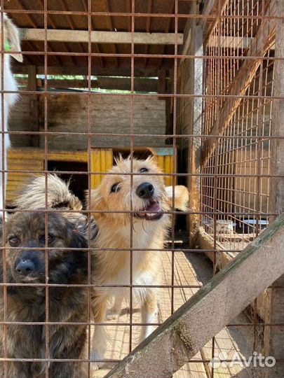 Керн терьер