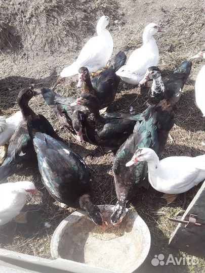 Индоутаки, индоутки