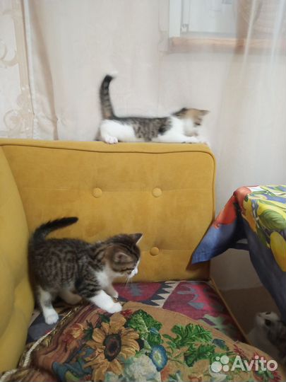 Котятки окраса вискас