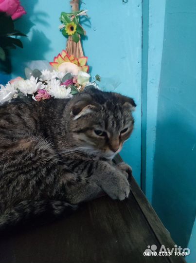 Вислоухая кошечка