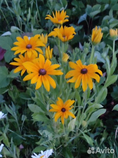 Многолетние цветы для сада