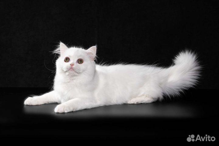 Шотландская кошка