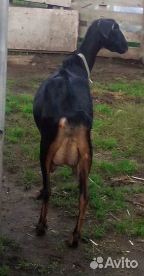 Дойные козы