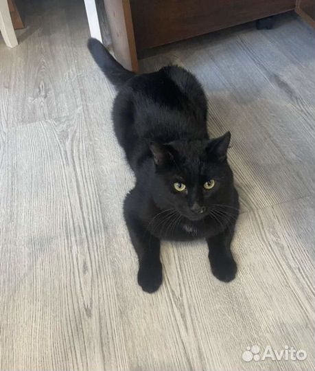 Отдам кота в добрые руки