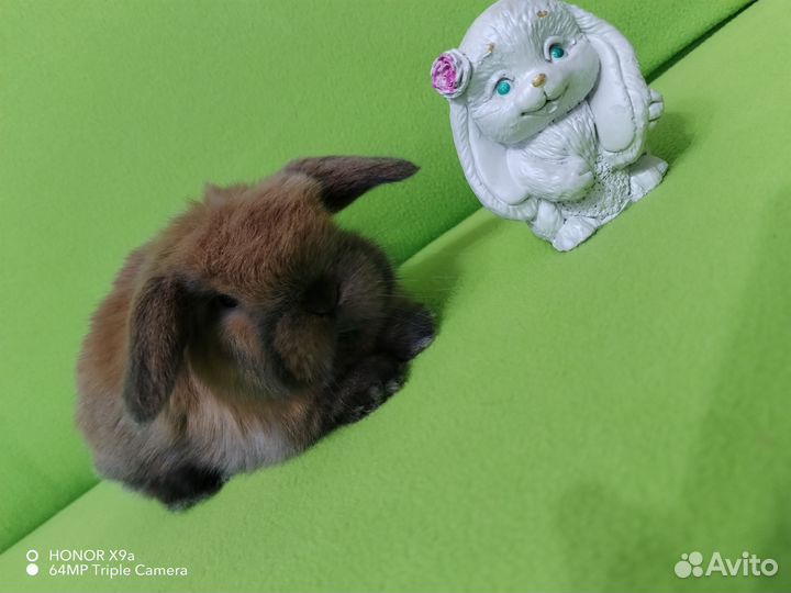 Mini lon (минилопы с документами)