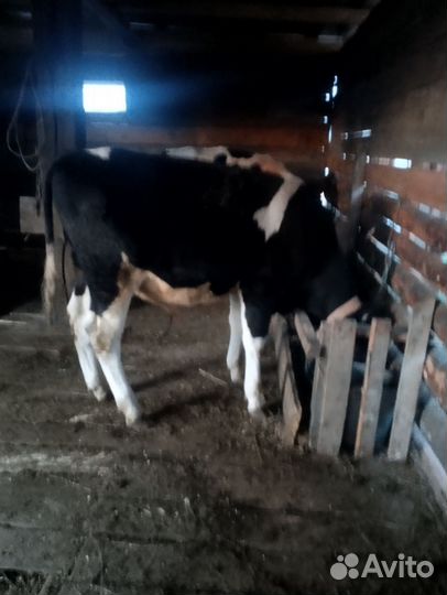 Телята бычки