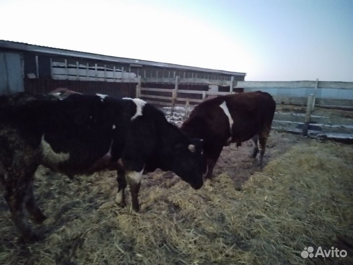Быки на мясо