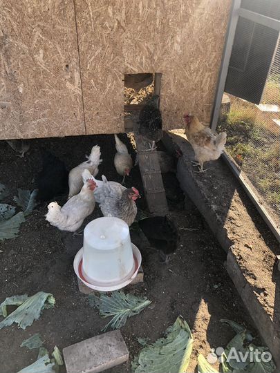 Куры несушки