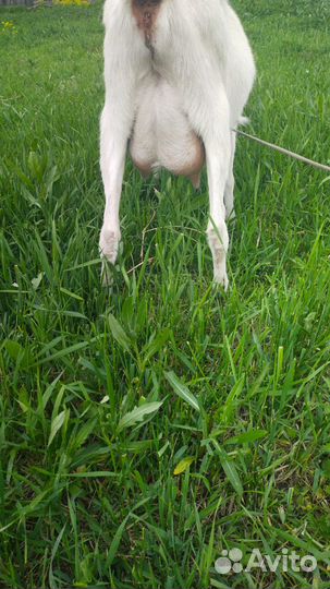 Продам козочек