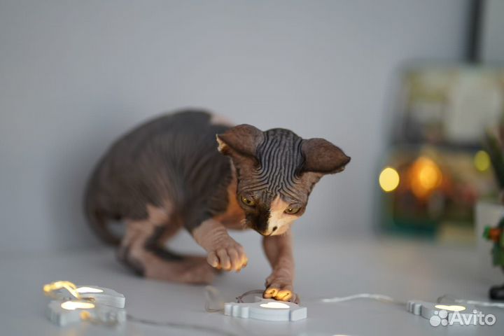 Котята сфинкс эльф