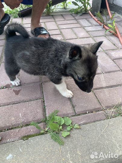 Щенки хаски