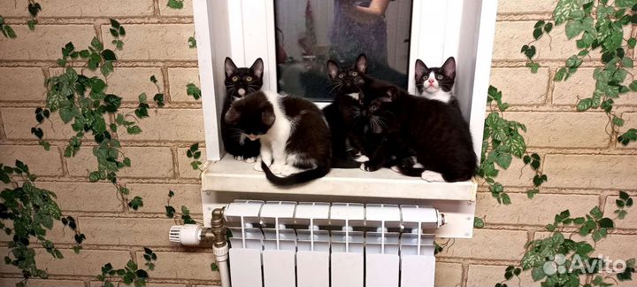 Котята в добрые руки