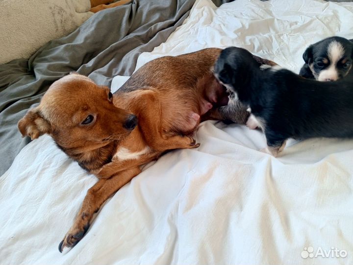 Мини тойчики