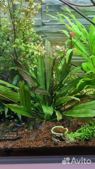 Эхинодорус