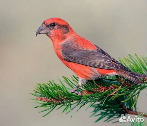 Певчие лесные птицы